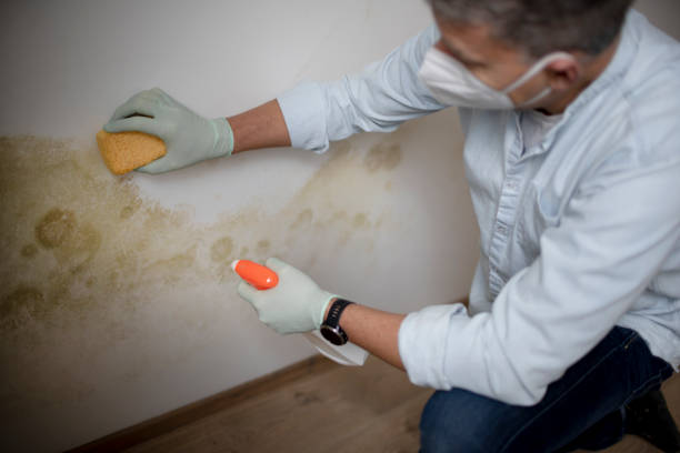 Best Kitchen Mold Remediation in Lake Winnebago, MO