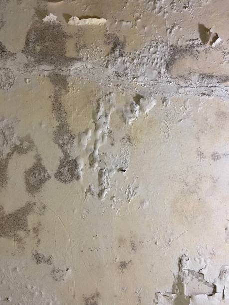 Lake Winnebago, MO Mold Remediation Company