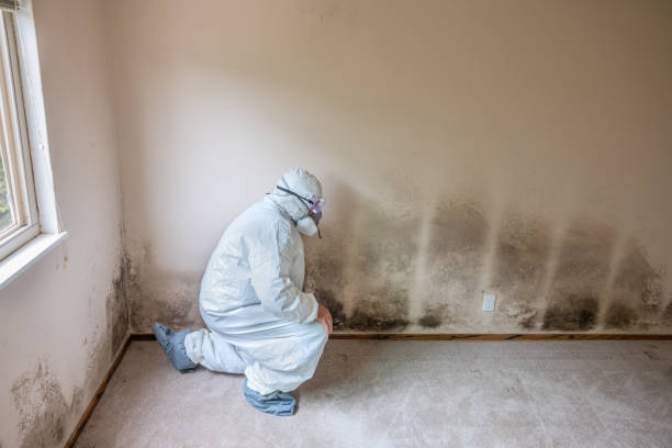 Best Black Mold Remediation in Lake Winnebago, MO